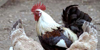 Poultry Farming 